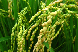 各级农业部门强化田间管理 巩固小麦 长势持续向好态势