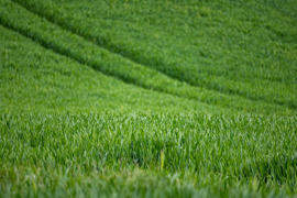 农业部：今年小麦生产农药减量增效显著